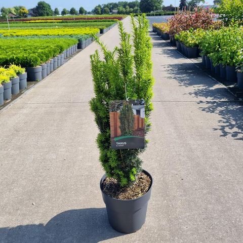 Taxus baccata 'David'