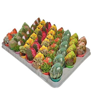 Cactus / Succulents MIX