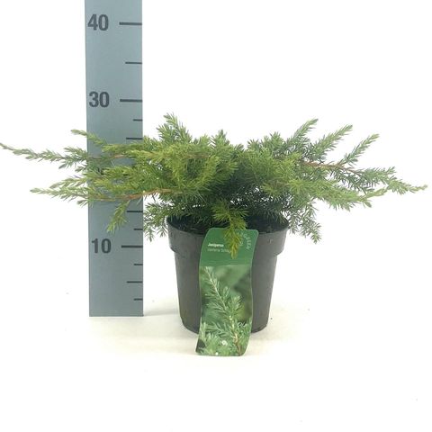 Juniperus conferta 'Schlager'