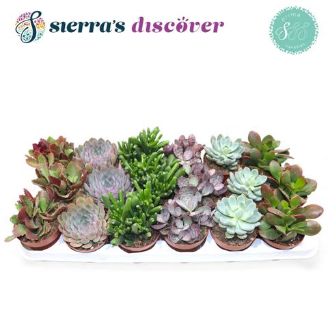 Succulente MIX