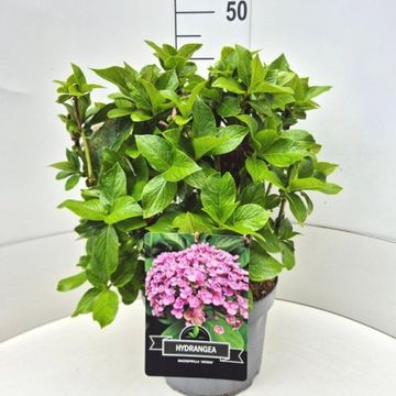 Hydrangea macrophylla 'Ayesha'