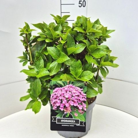 Hydrangea macrophylla 'Ayesha'
