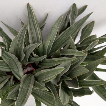 Sansevieria metallica