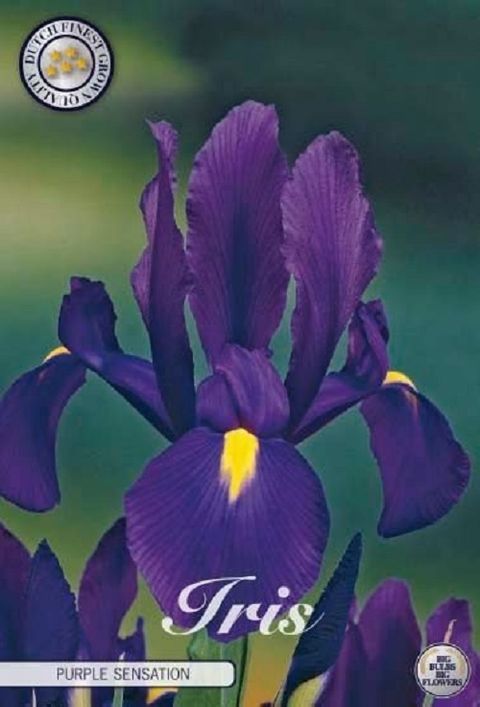 Iris 'Purple Sensation'