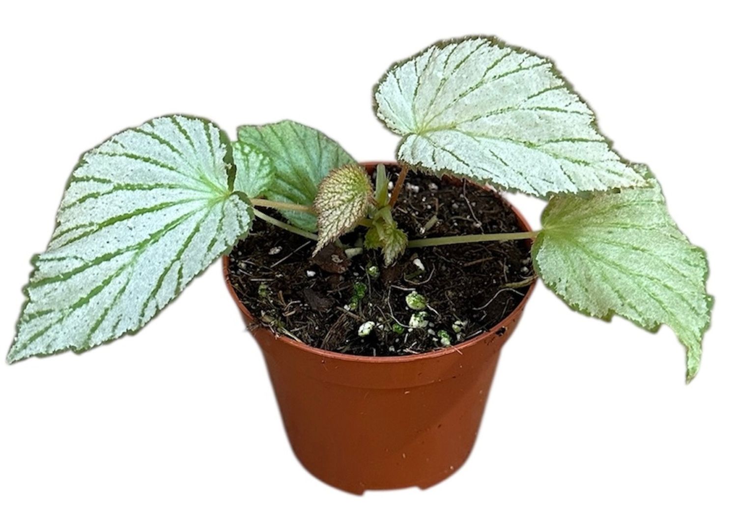 New arrivals - Begonia Two Face - decorative indoor begonia with bicolour green and burgundy foliage