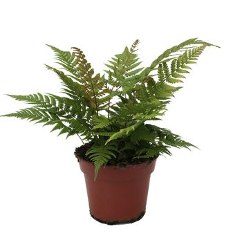 Dryopteris lepidopoda