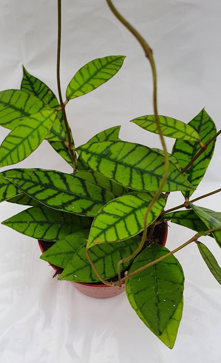 レア　ホヤ　Hoya callistophylla narrow カット Hoya callistophylla — Рослини оптом FlorAccess