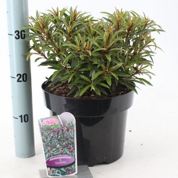 Rhododendron 'Graziella'