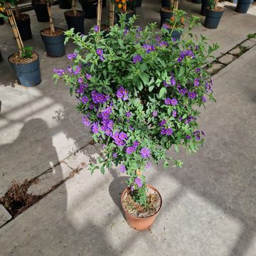 Solanum rantonnetii
