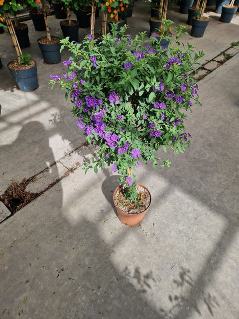 Solanum rantonnetii