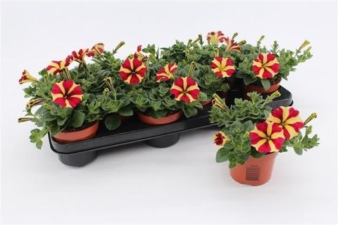 Petunia AMORE QUEEN OF HEARTS