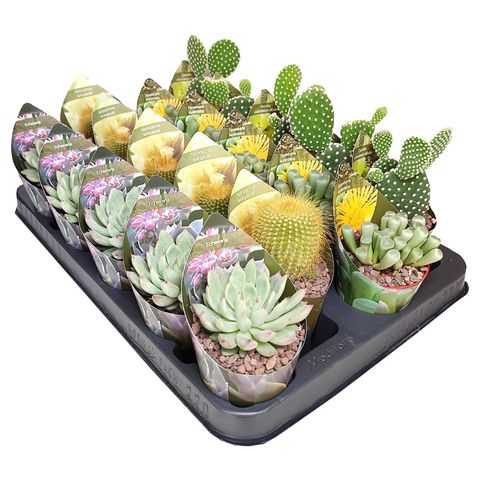 Cactus / Succulents MIX