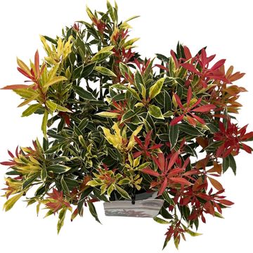 Pieris 'Flaming Silver'