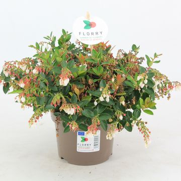 Гаултерия FLORRY