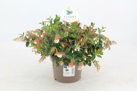 Гаултерия FLORRY