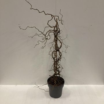 Corylus 'Red Majestic'