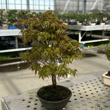 Acer palmatum 'Kiyohime'
