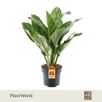 Aglaonema 'Peacock'