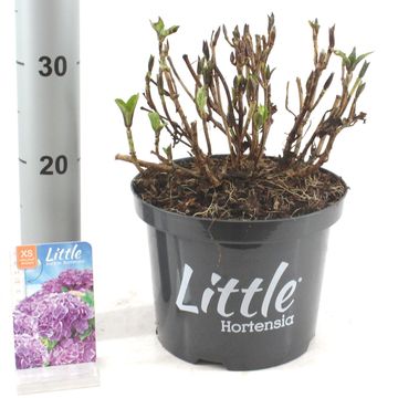 Hydrangea macrophylla 'Little Purple'