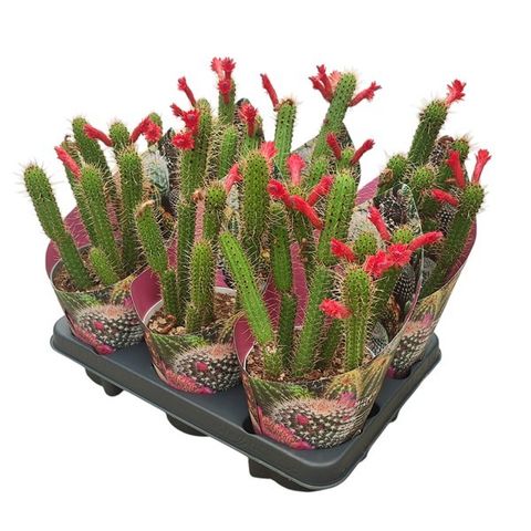 Cleistocactus baumannii