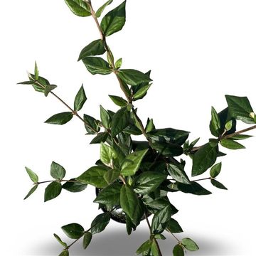 Viburnum x burkwoodii