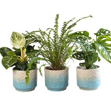 Houseplants MIX