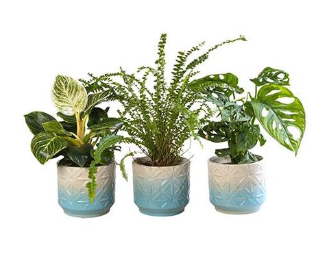 Plantas o interior MIX