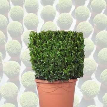 Buxus sempervirens