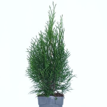 Thuja occidentalis 'Smaragd'