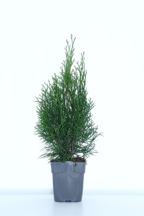 Thuja occidentalis 'Smaragd'