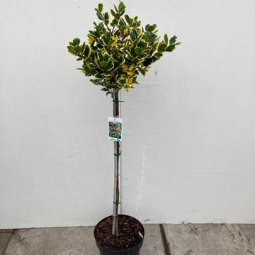 Ilex x altaclerensis 'Golden King'