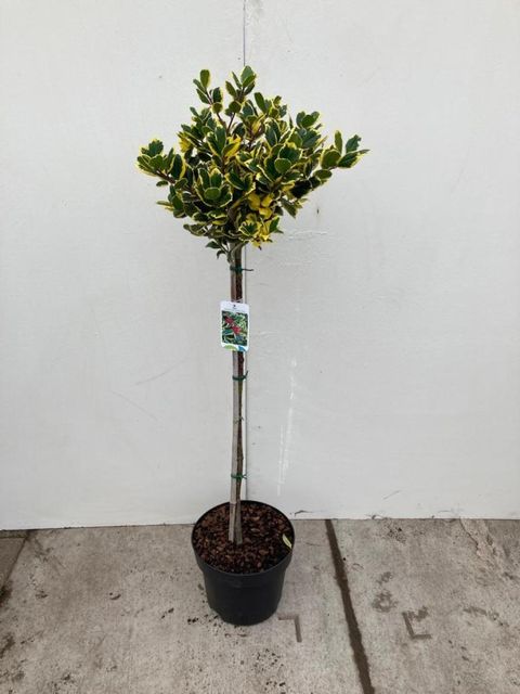 Ilex x altaclerensis 'Golden King'