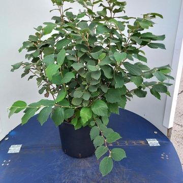 Fothergilla major