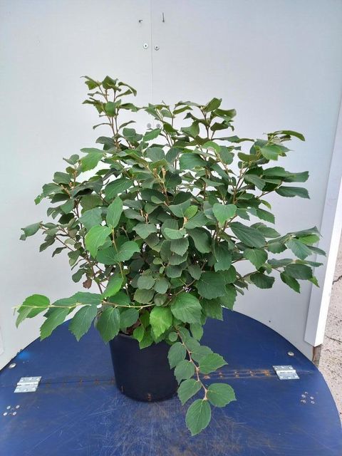 Fothergilla major