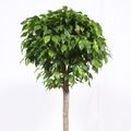 Ficus benjamina 'Columnar'