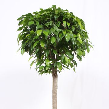 Ficus benjamina 'Columnar'