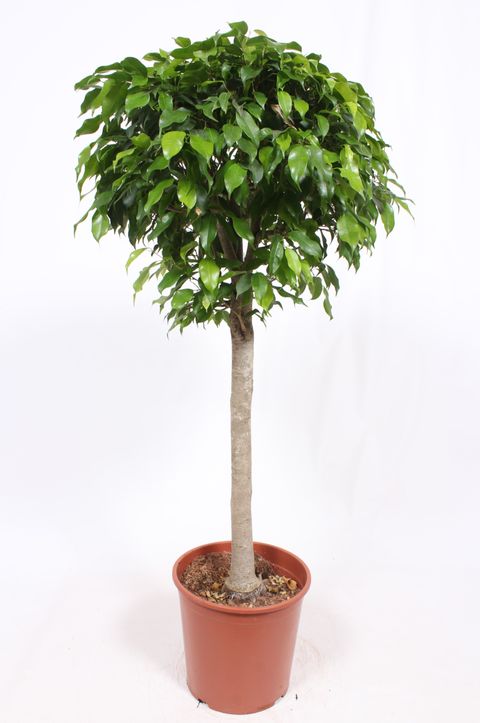 Ficus benjamina 'Columnar'