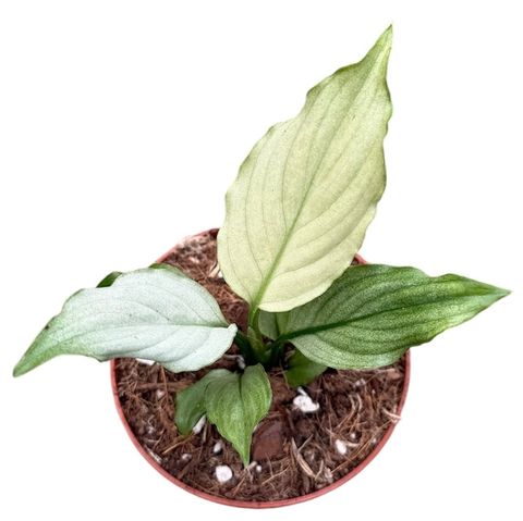 Spathiphyllum 'Blue Ice'
