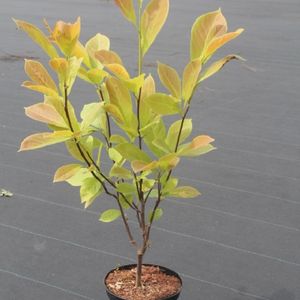 Magnolia x soulangeana alba