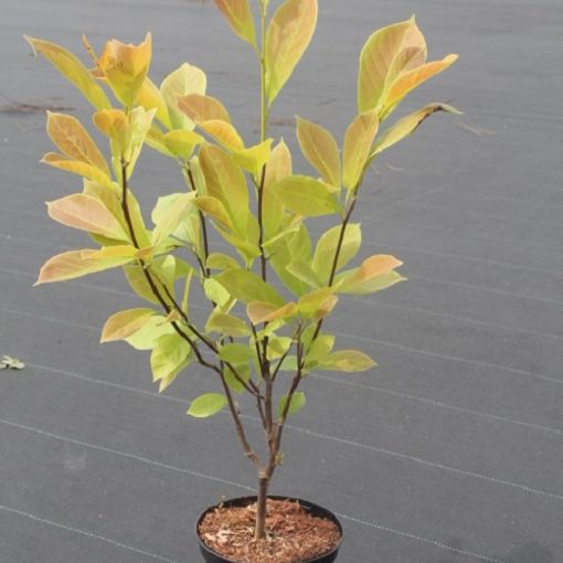 Magnolia x soulangeana alba — Mayorista de plantas FlorAccess