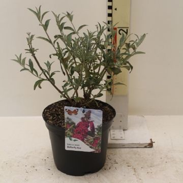 Buddleja FLUTTERBY RED