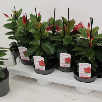 Mandevilla RIO DEEP RED