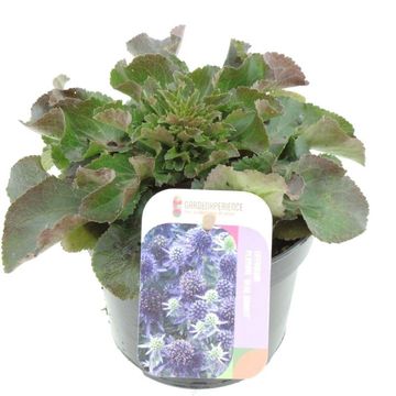 Eryngium planum 'Blue Hobbit'
