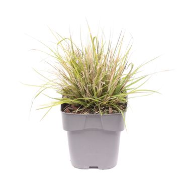 Pennisetum alopecuroides 'Hameln'