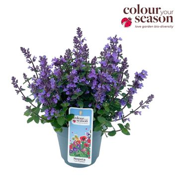 Nepeta 'Purrsian Blue'