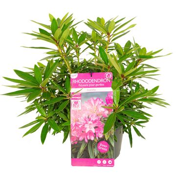 Rhododendron 'Graziella'