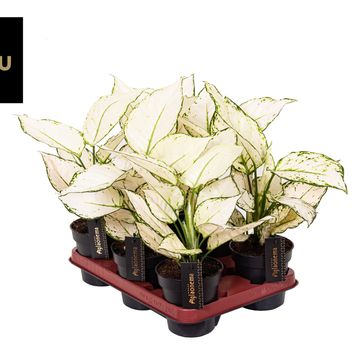 Aglaonema White Surprise