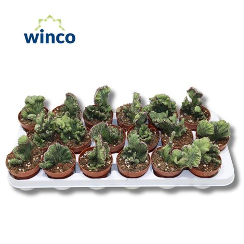 Cereus peruvianus coral cristata