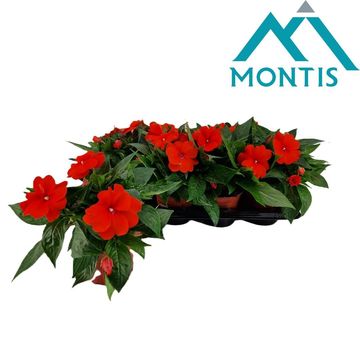 Impatiens COLORPOWER ORANGE RED