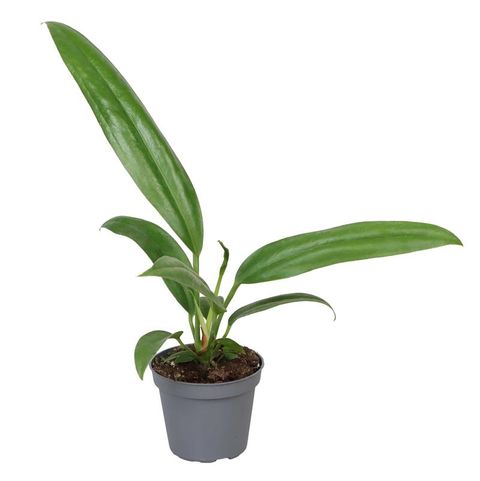 philodendron ruizii Philodendron ruizii  Equatorial Ecosystems